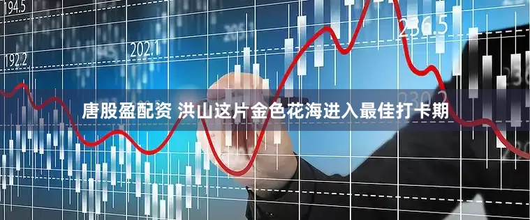 唐股盈配资 洪山这片金色花海进入最佳打卡期