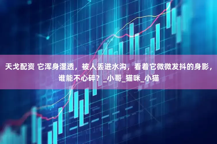 天戈配资 它浑身湿透，被人丢进水沟，看着它微微发抖的身影，谁能不心碎？_小哥_猫咪_小猫